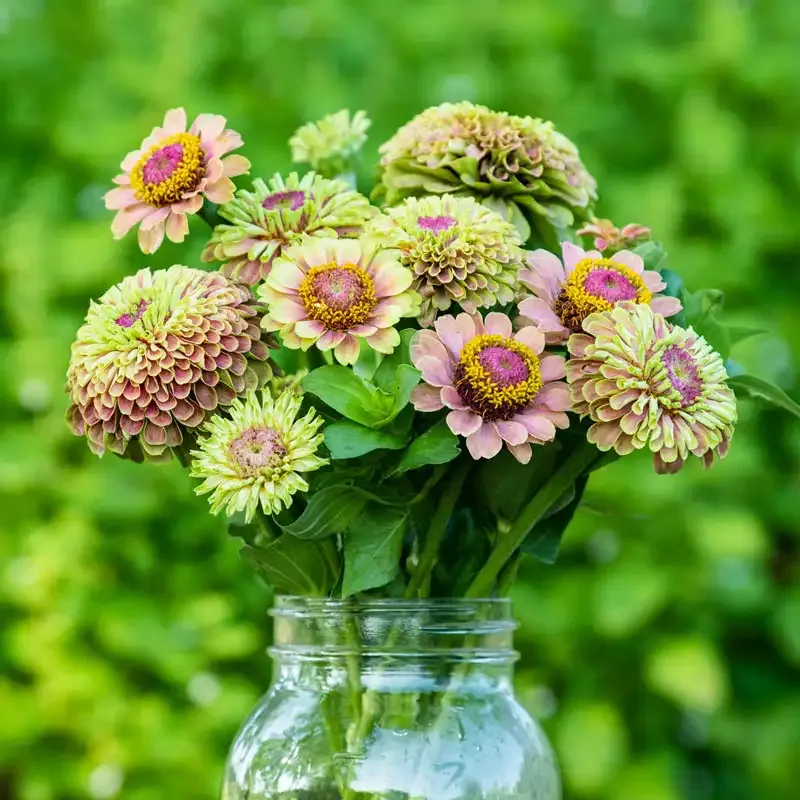 Queeny Lime with Blotch Zinnia Heirloom Flower Seeds 2
