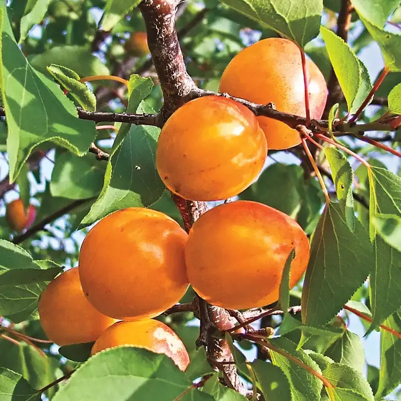 Honey Pearls Nectacot Tree - Hybrid Nectarine and Apricot Fruit Tree