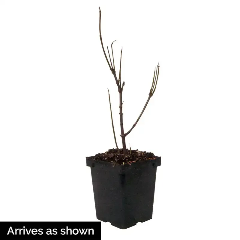 Korean Spice Viburnum (Viburnum carlesii) Fragrant Deciduous Shrub 1