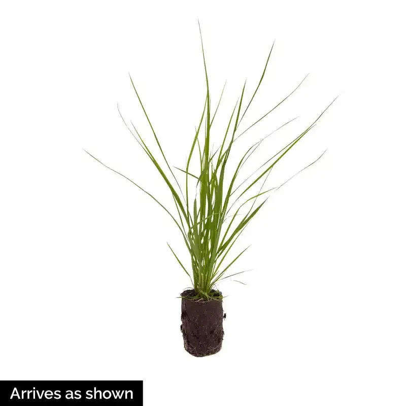 Natural Pink Pampas Grass Dried Floral Stems for Home Decoration 1