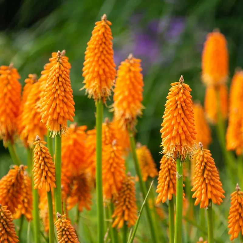 Red Hot Poker Plant Bundle (Kniphofia) - Perennial Garden Starter Set
