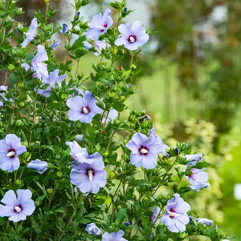 Bluebird Hibiscus Perennial Flowering Shrub 2