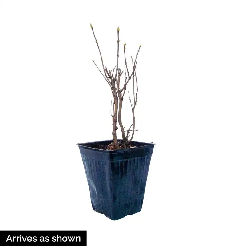 Lilac Sunday Flowering Shrub - Fragrant Deciduous Garden Plant 3