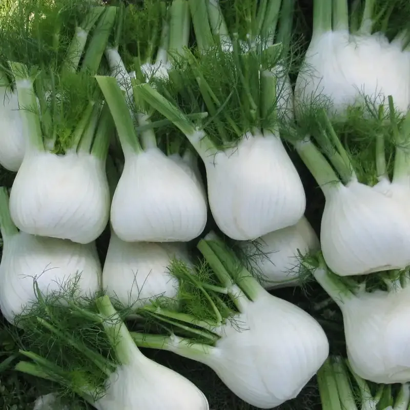 Dragon Hybrid Fennel Seeds for Vegetable Gardening