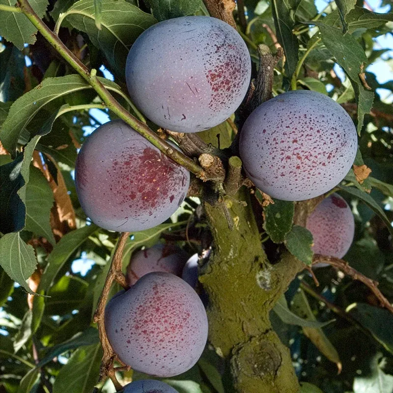 Flavor King Pluot Hybrid Fruit Tree