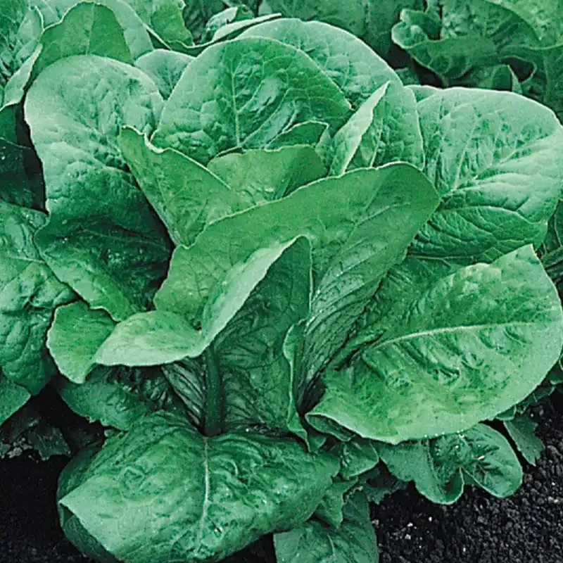 Romaine Lettuce Seeds for Home Garden Planting 1