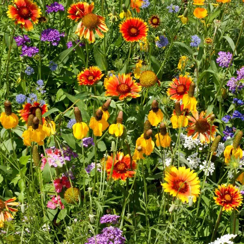 Western Wildflower Seed Mix - Native Pollinator-Friendly Meadow Seeds