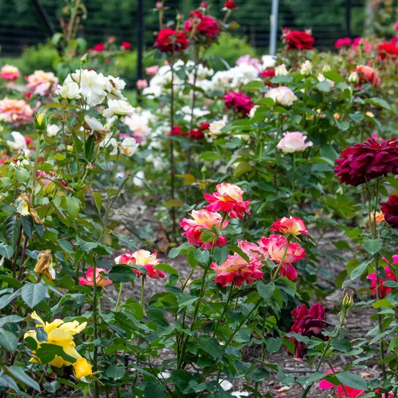 Double Delight Hybrid Tea Rose - Bicolor Fragrant Garden Shrub 3