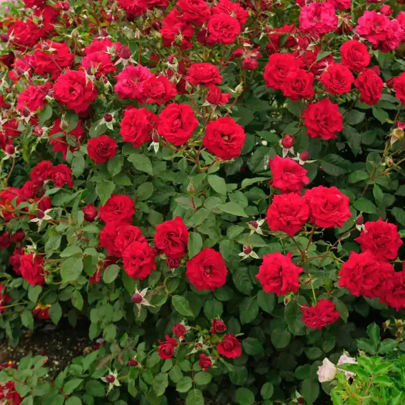 Floribunda Rose Bush - Cluster-Flowering Perennial Garden Shrub 1