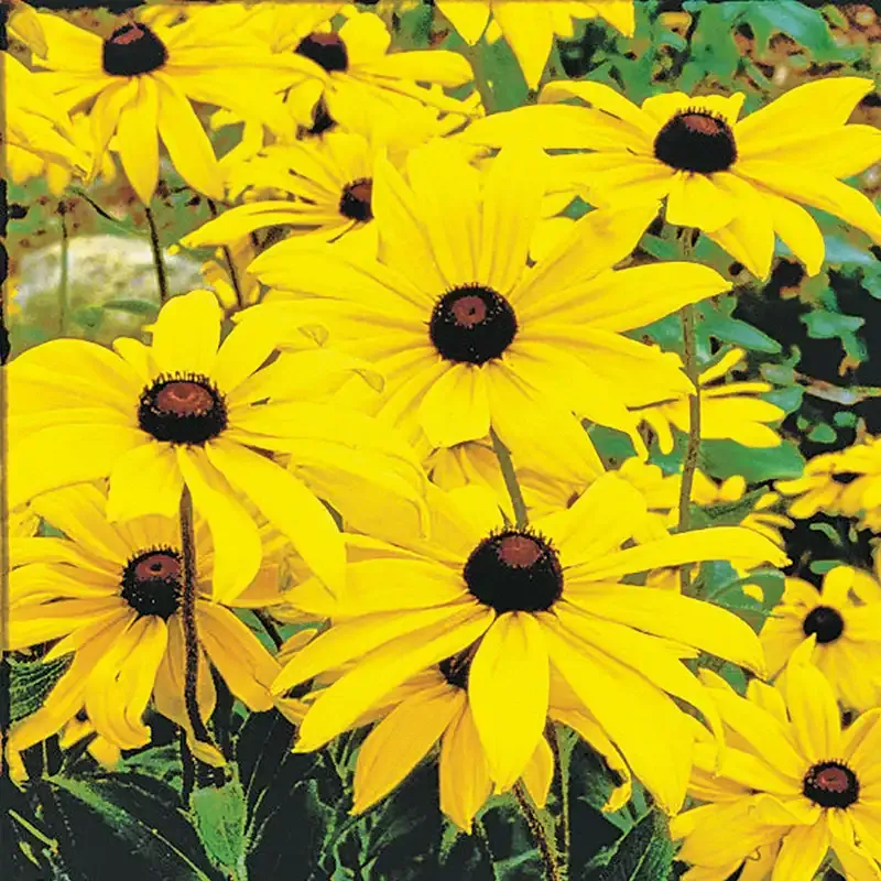 Black-Eyed Susan (Rudbeckia hirta) Perennial Garden Plant