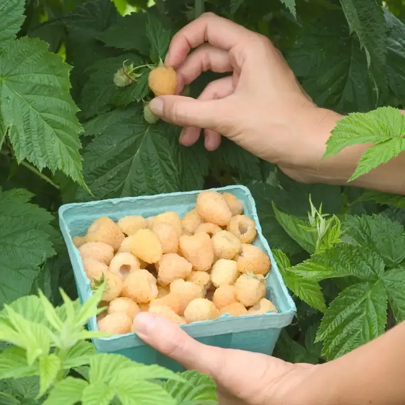 Anne Raspberry Plant - Primocane Bearing Yellow Raspberry Bush 1