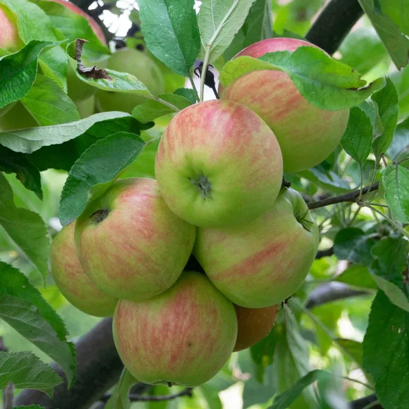 Northern Spy Apple Tree - Traditional Heirloom Variety