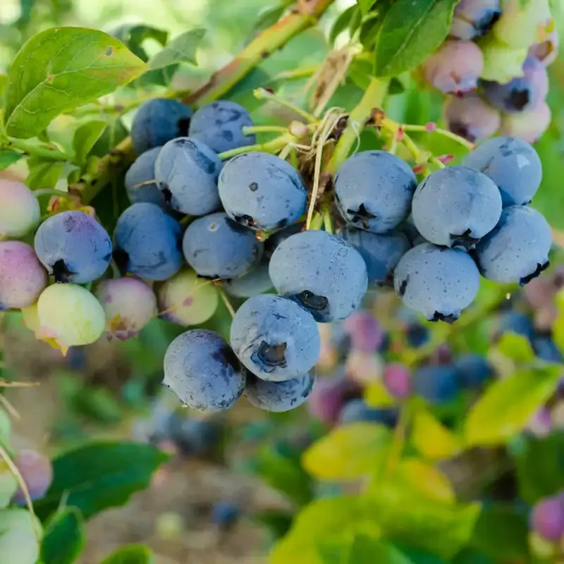 Bluecrop Northern Highbush Blueberry Shrub (Vaccinium corymbosum)