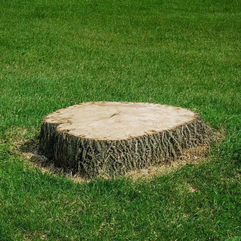 Stump Remover Chemical Treatment for Accelerated Wood Decomposition
