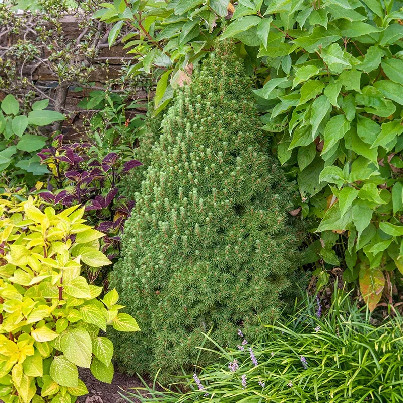 Alberta Spruce Artificial Decorative Tree