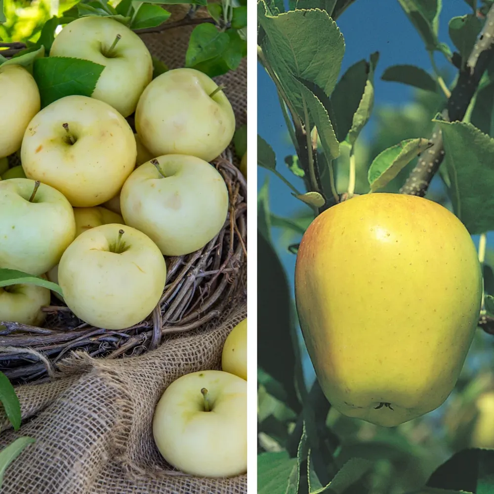 Golden Delicious and Pristine Apple Pollinator Pack