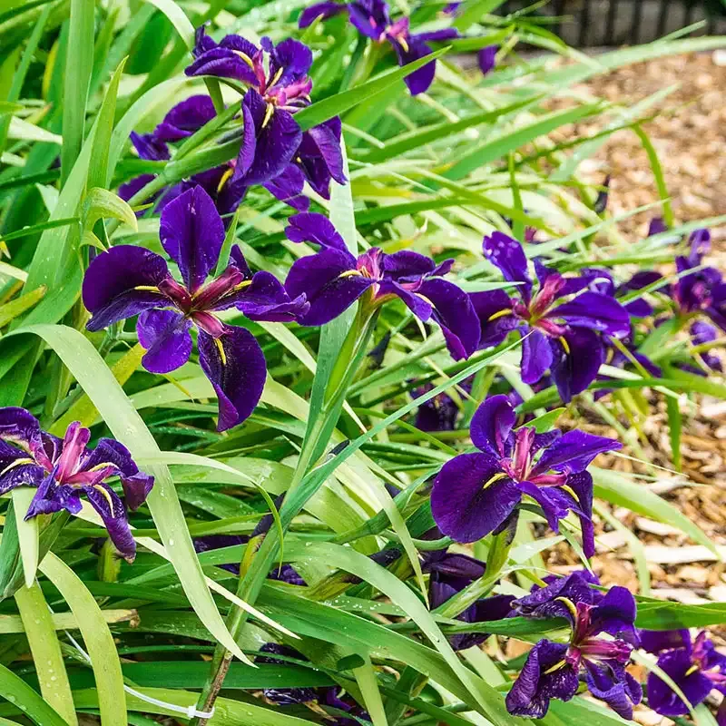 Black Gamecock Louisiana Iris Perennial Rhizome 1