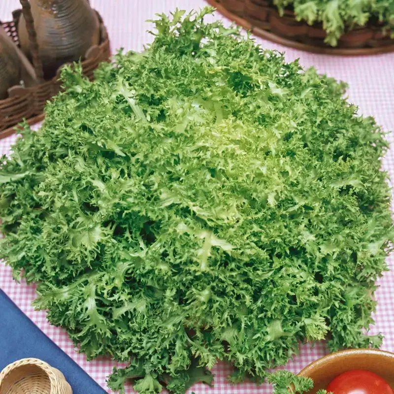 Frisee Endive Seeds for Home Vegetable Gardening