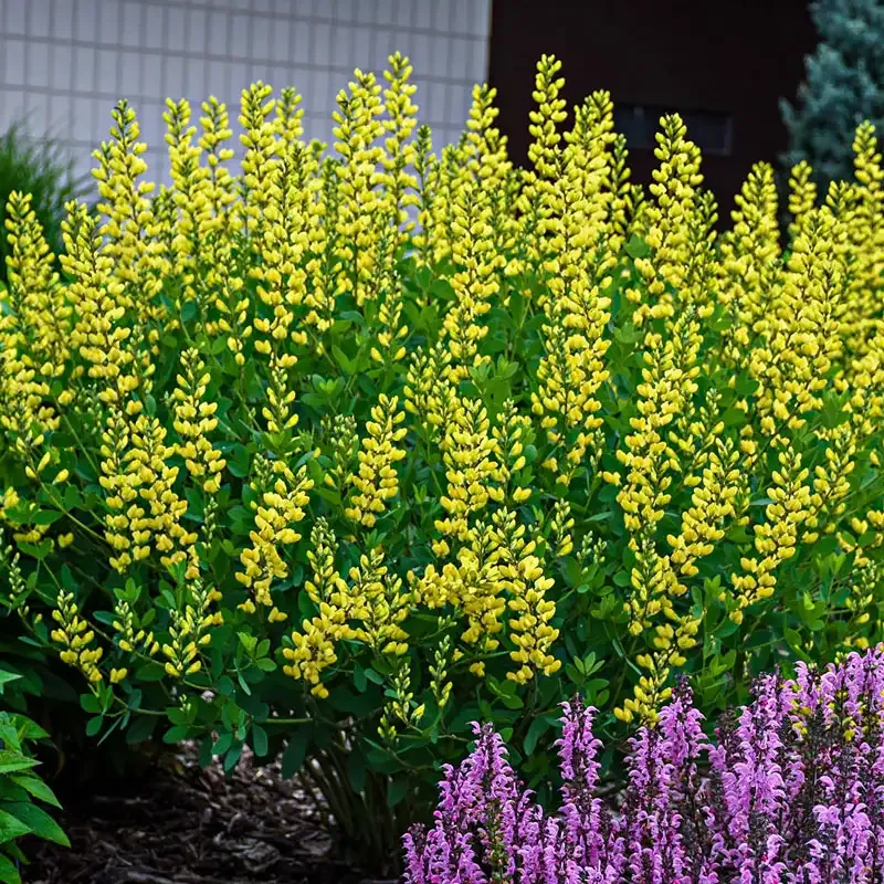 American Goldfinch Baptisia (Baptisia sphaerocarpa) Native Perennial