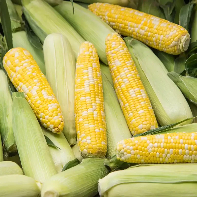 Hybrid Sweet Corn Seeds for Home Vegetable Gardening 1