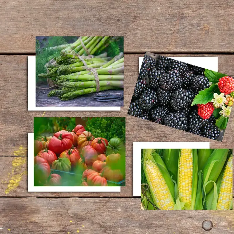 Vegetable Illustration Botanical Notecards Set