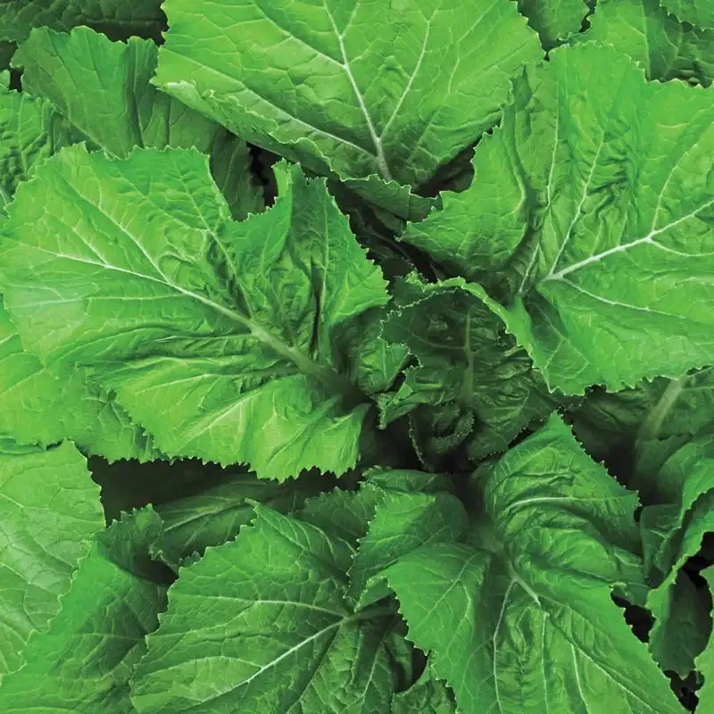 Florida Broadleaf Mustard Green Heirloom Vegetable Seeds