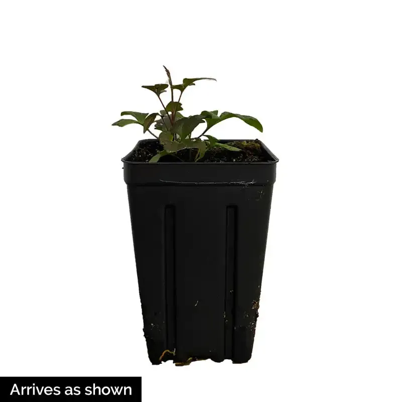 Clematis Climbing Plant Support Trellis - Durable Metal Garden Stake 2