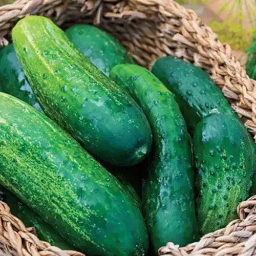 County Fair Improved Hybrid Cucumber Seeds for Home Vegetable Gardens