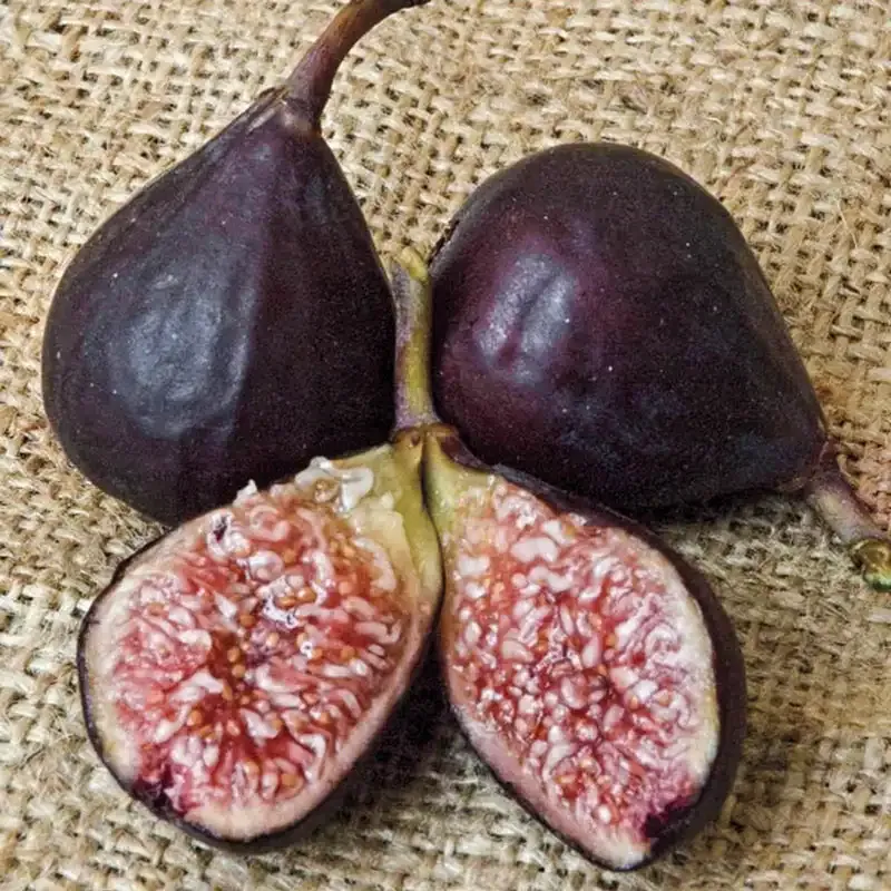 Violette de Bordeaux Fig Tree - Live Fruit-Bearing Plant 1