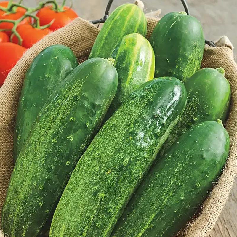 Straight Eight Slicing Cucumber Seeds - Heirloom Garden Vegetable Seeds