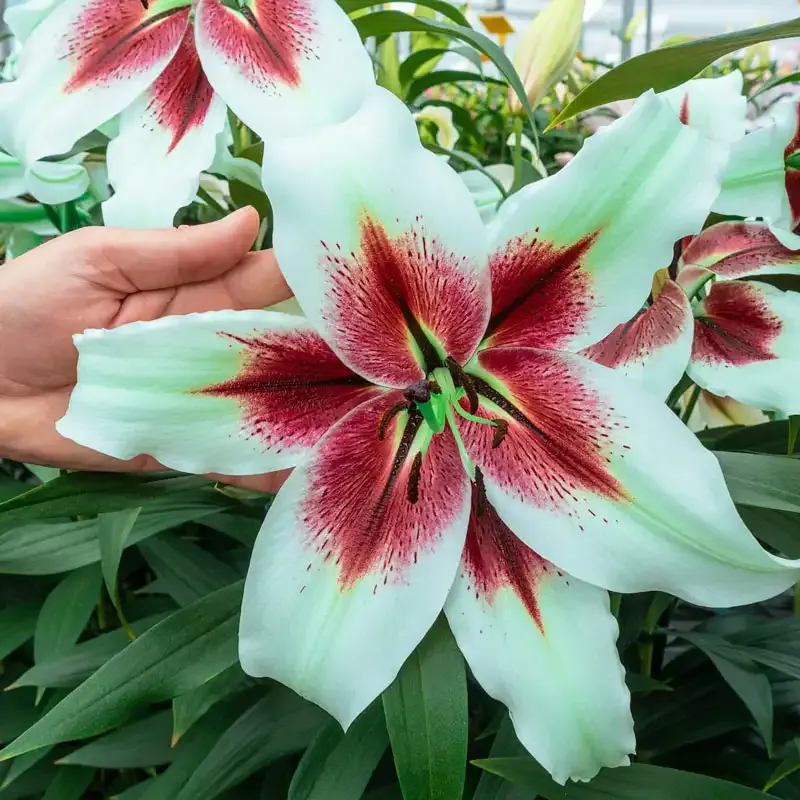 Lily Decorative Floral Accent Piece for Home Interior