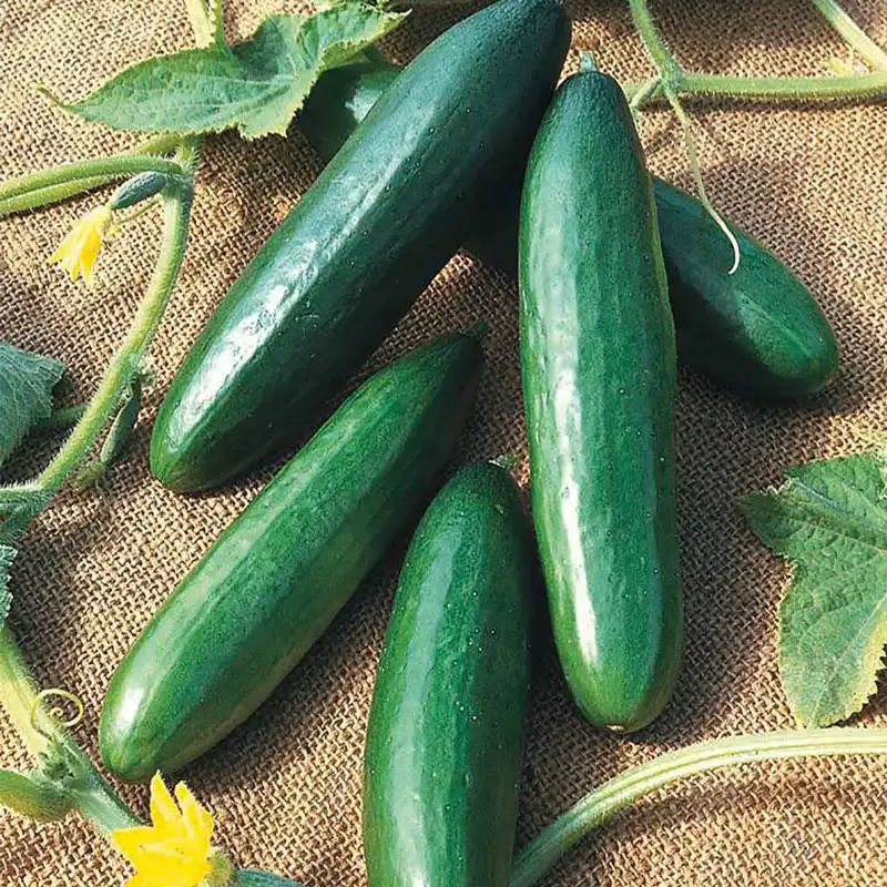 Diva Cucumber Seeds - High-Yield Gynoecious Variety