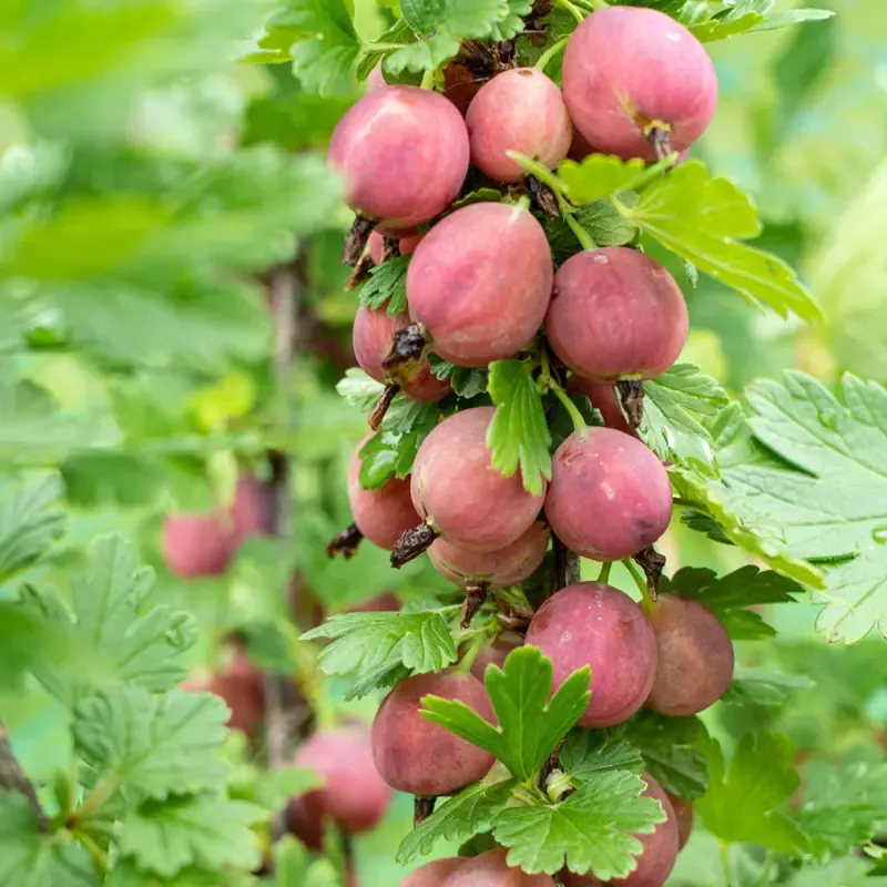 Fresh Gooseberry Fruit for Culinary Applications