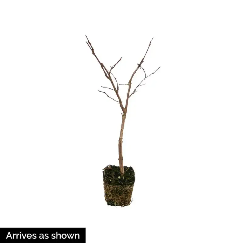Natchez Crape Myrtle White Flowering Deciduous Tree 1