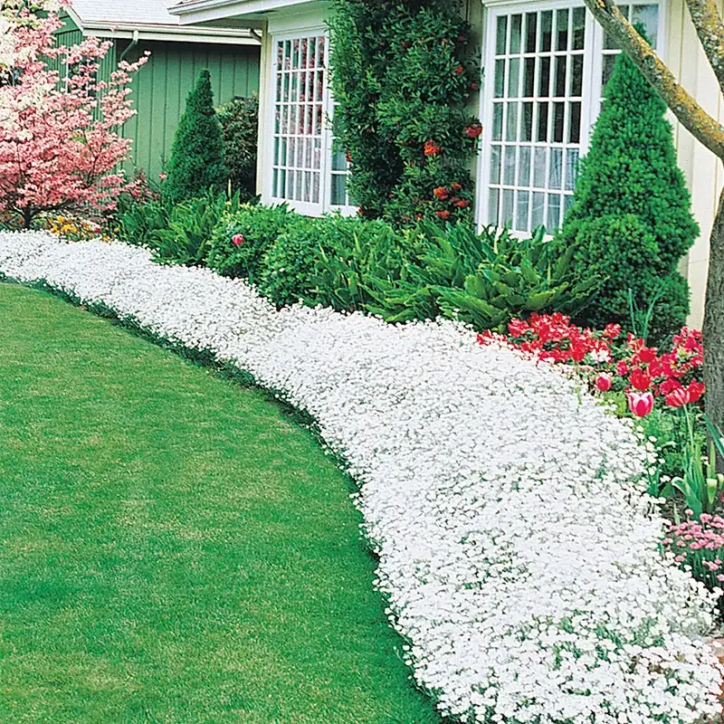 Cerastium Tomentosum Snow in Summer Perennial Ground Cover