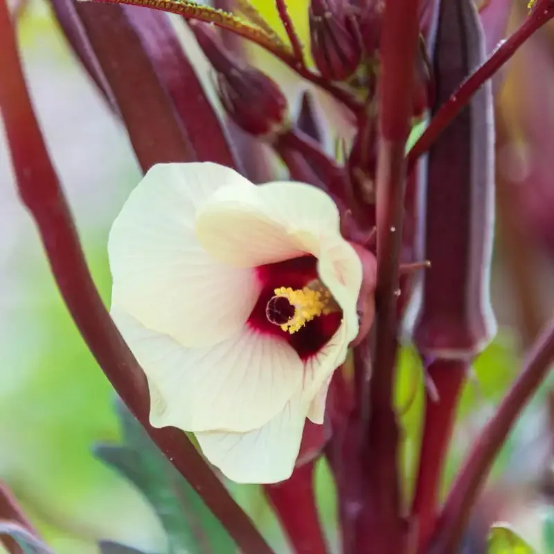 French Quarter Pink Hybrid Okra Seeds for Home Gardening 1