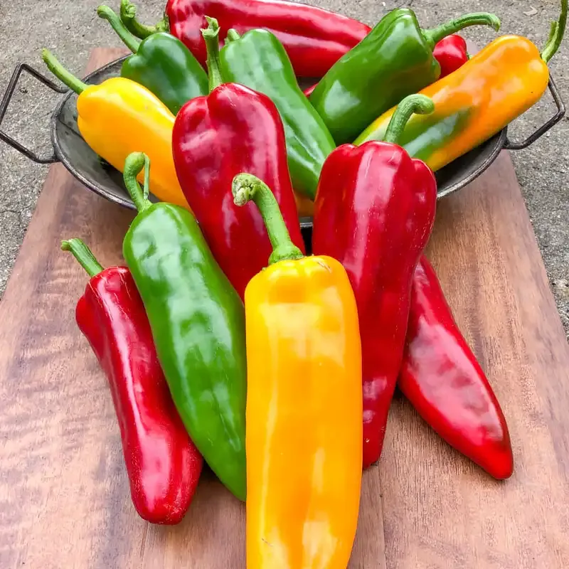 Triple Delight Hybrid Sweet Pepper Seeds for Home Gardening