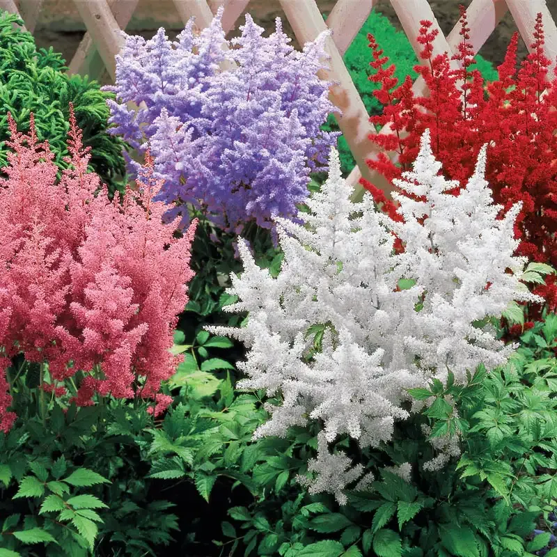 Astilbe Plant Mix - Perennial Shade-Loving Flowering Garden Plants 1