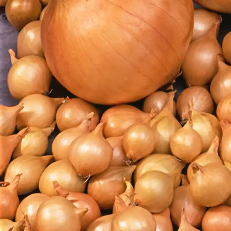 Stuttgarter Reisen Yellow Onion Sets for Home Vegetable Gardens