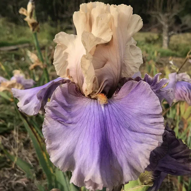 Mayfair Reblooming Bearded Iris Perennial Rhizomes 1