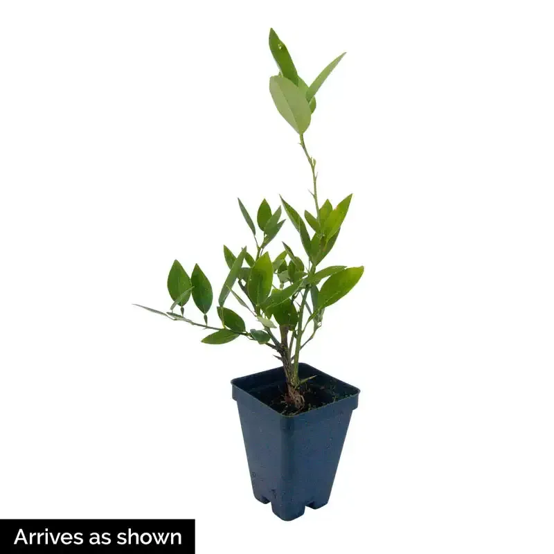 Dwarf Key Lime Tree - Compact Citrus Plant for Indoor and Patio Cultivation 3