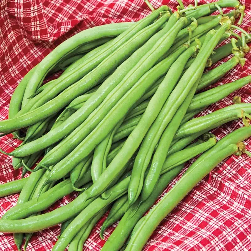 Accelerate Bush Bean Seeds for Home Vegetable Gardening