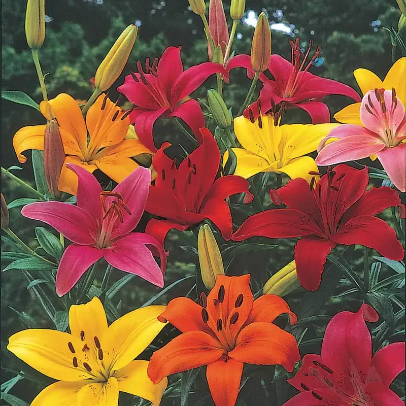 Bright and Bold Asiatic Lily Bulb Mix - Multi-Color Perennial Flowering Plants