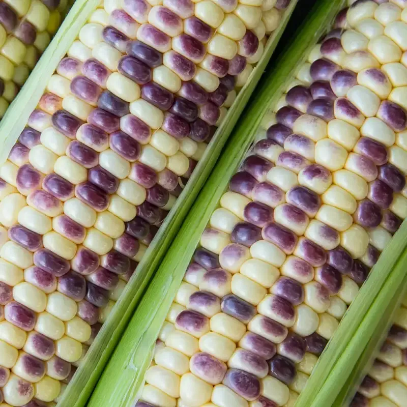 Wild Violet Hybrid Sweet Corn Seeds for Home Gardening 1