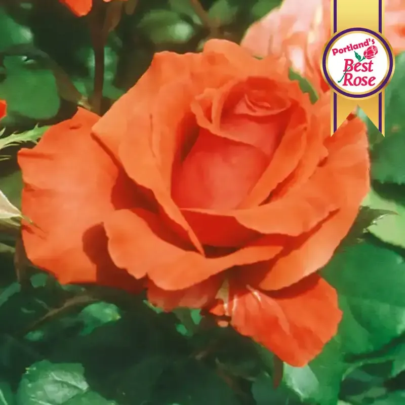 Fragrant Cloud Hybrid Tea Rose Plant - Live Flowering Garden Shrub
