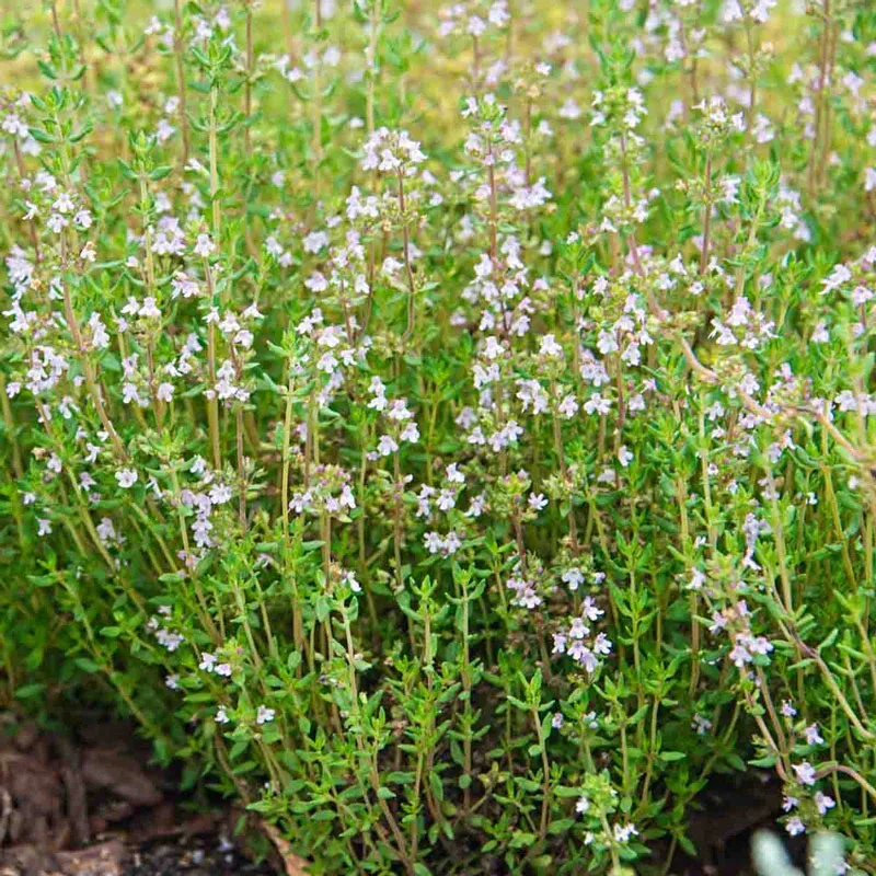 English Thyme (Thymus vulgaris) Aromatic Culinary Herb