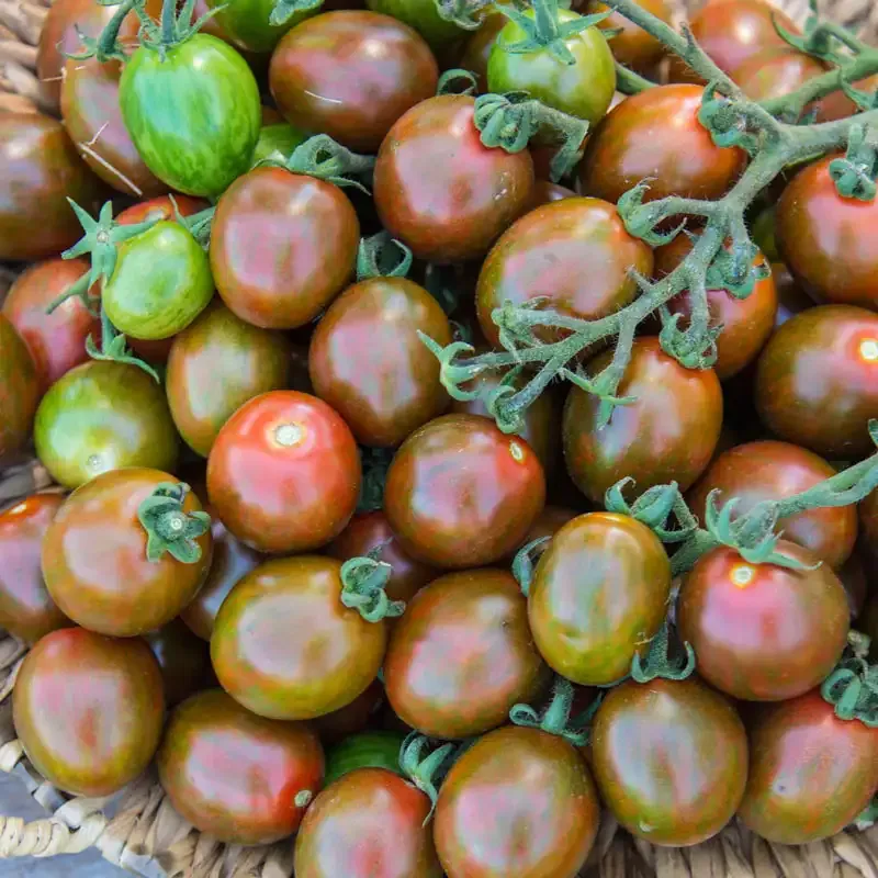 Chocolate Sprinkles Hybrid Tomato Seeds - Disease Resistant High Yield Variety 1