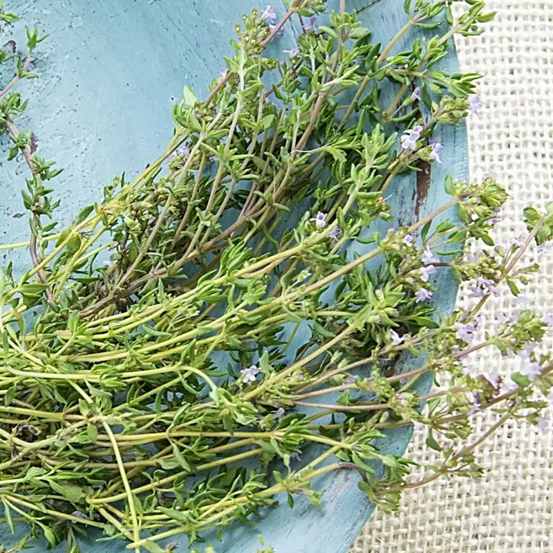 German Winter Thyme Herb Plant - Hardy Perennial Culinary Herb