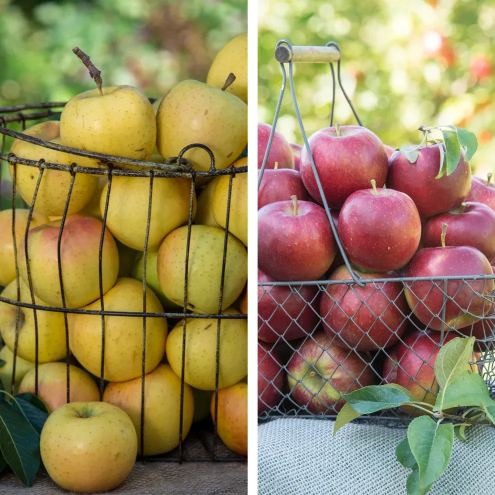 Apple Tree Pollinator Pack: Crunch-A-Bunch and Pixie Crunch Varieties