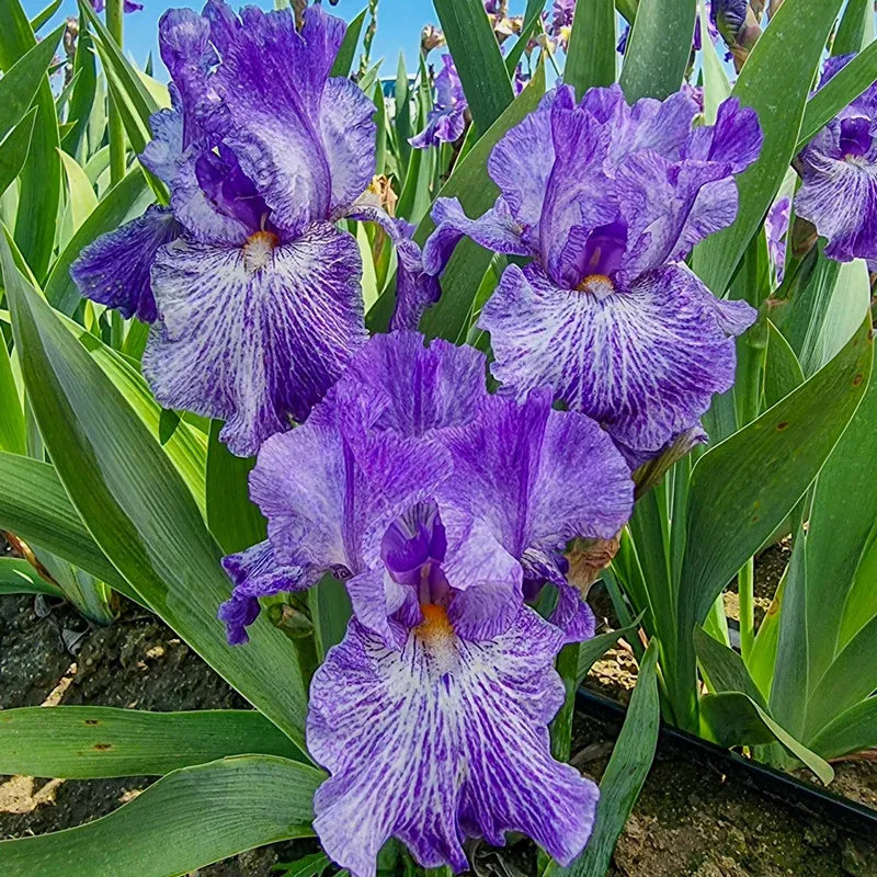 My Generation Bearded Iris Perennial Rhizome 1